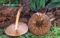 Pluteus umbrosus-amf1500
